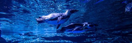 Таиланд. Океанариум на Пхукете (новый) (Aquaria Phuket Thailand)